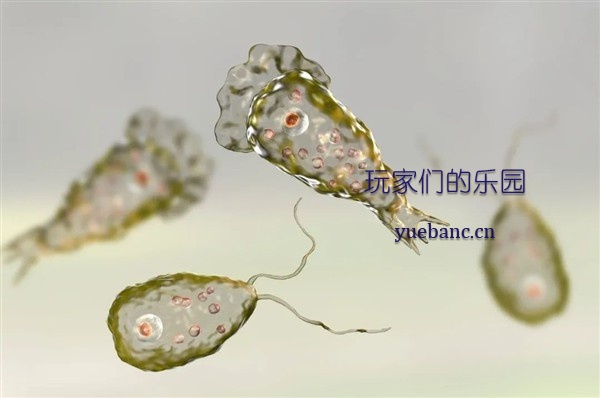 “食脑虫”正穿越美国向北迁徙：感染后死亡率超95%